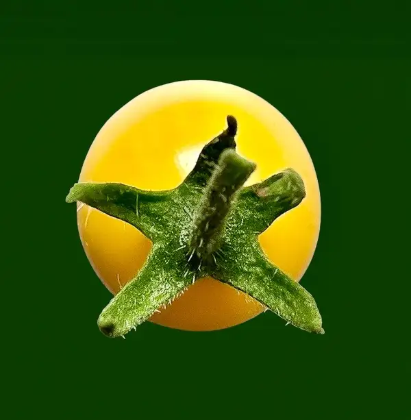 Tomaten: Zluta Kytice