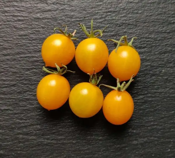 Tomaten: Zluta Kytice