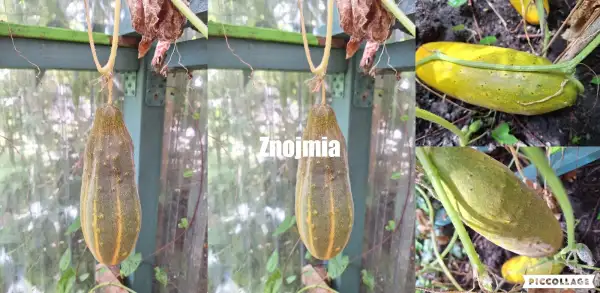 Gurken: Znojmia