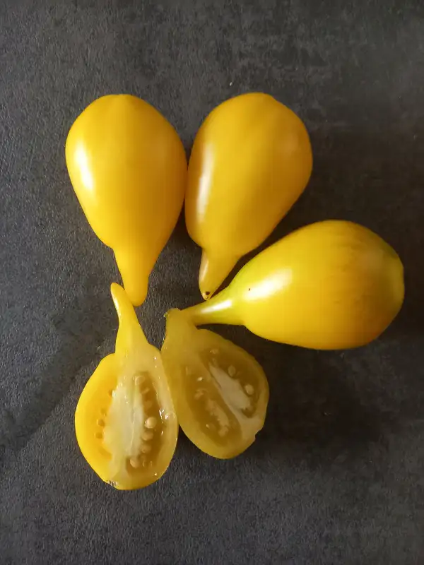 Tomaten: Zolotaja Kanareyka