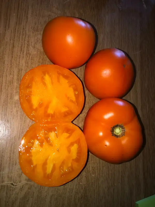 Tomaten: Zolotoi Samorodok