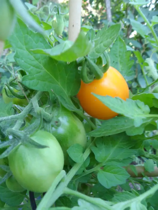 Tomaten: Zolotoy Potok ( Kat# 2148 )