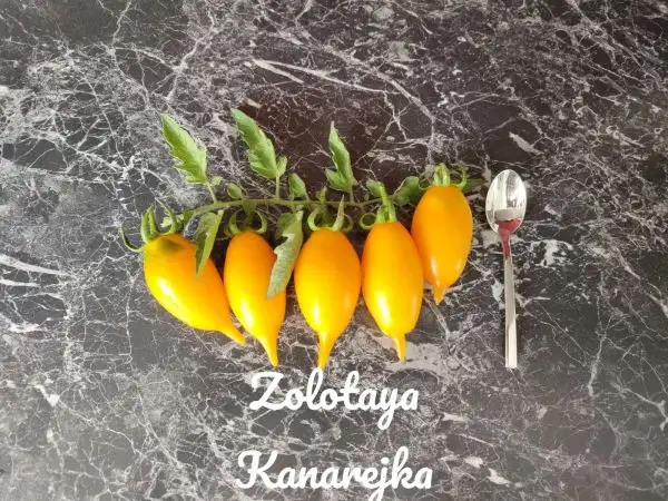 Tomaten: Zolotoya Kanareyka