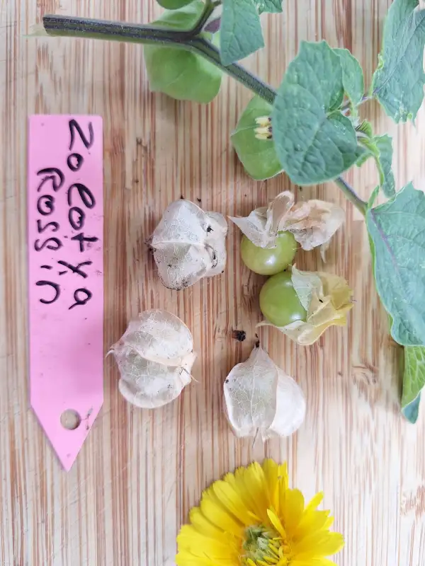 Physalis: Zolotya Rossip