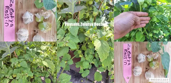 Physalis: Zolotya Rossip