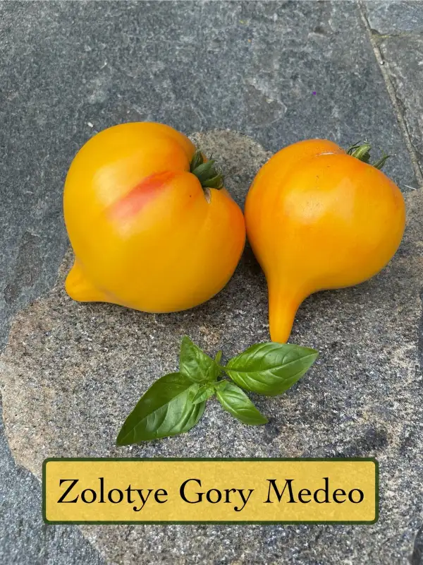 Tomaten: Zolotye Gory Medeo