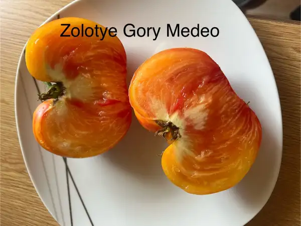 Tomaten: Zolotye Gory Medeo