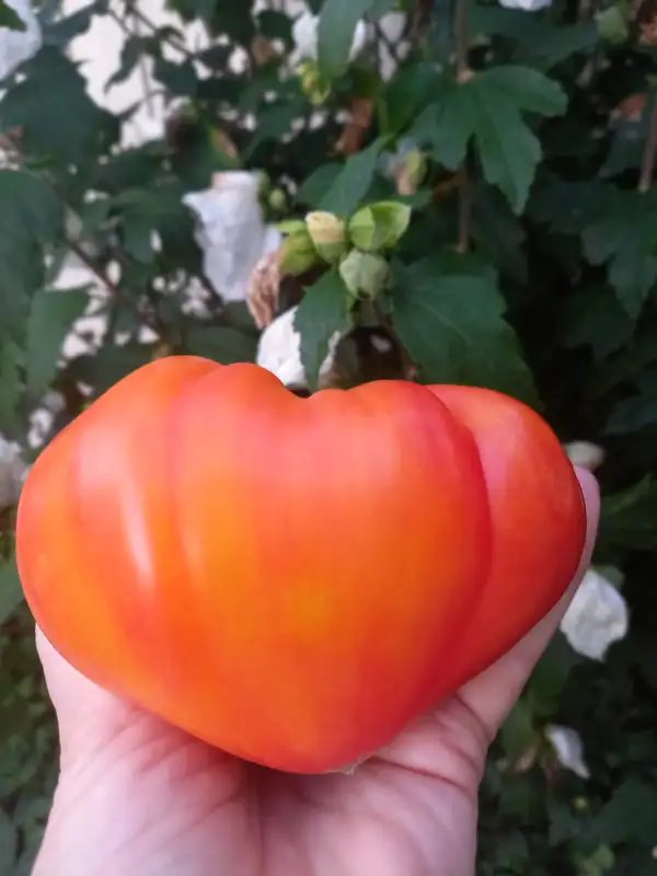 Tomaten: Zolotye Gory Medeo oder Goldene Berge von Medeo,