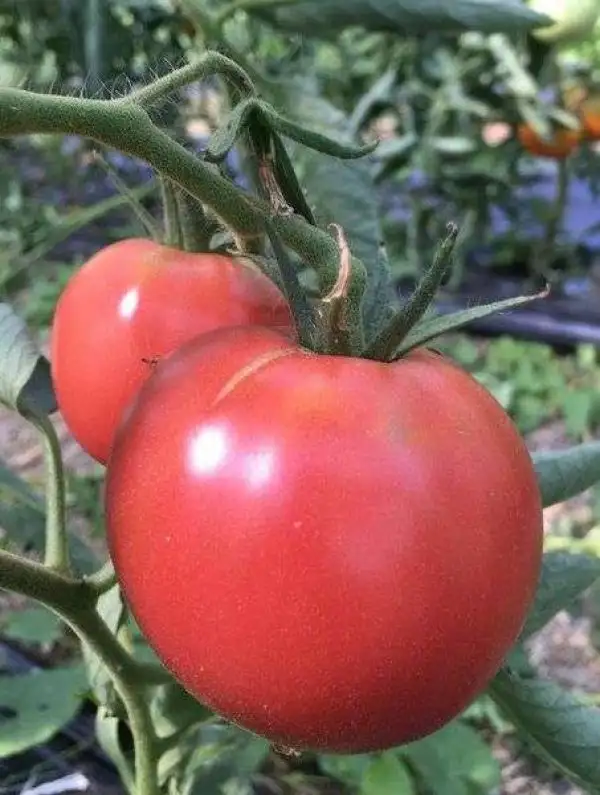 Tomaten: Zongshu