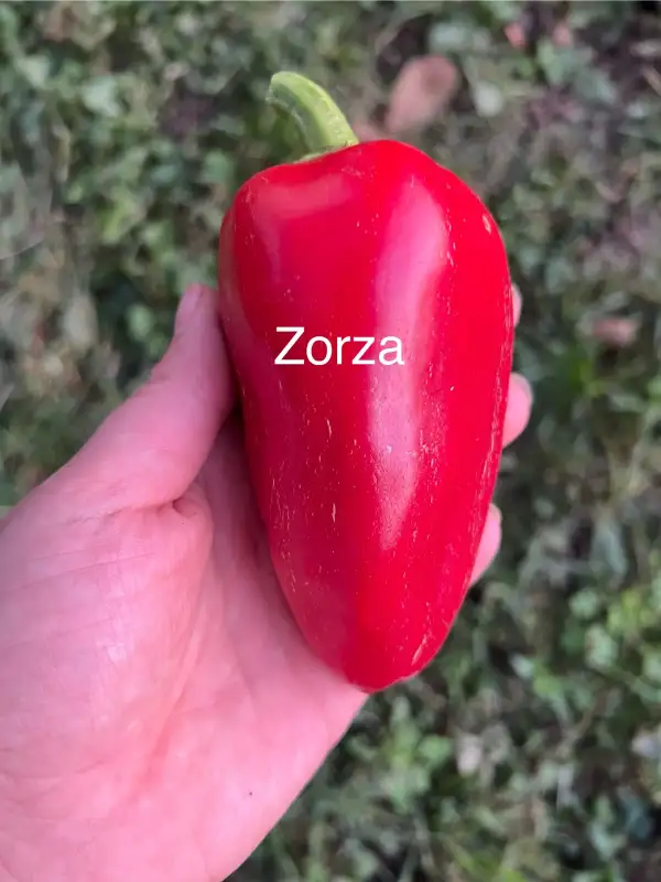 Chili / Paprika: Zorza