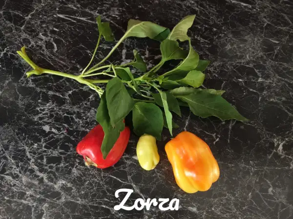 Chili / Paprika: Zorza (2023) Paprika