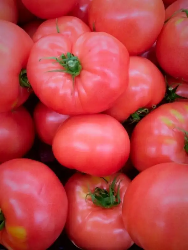 Tomaten: Zorza Torunska, auch Aurora Torunska