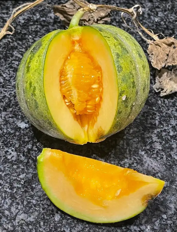 Melonen: Zotta - Honigmelone