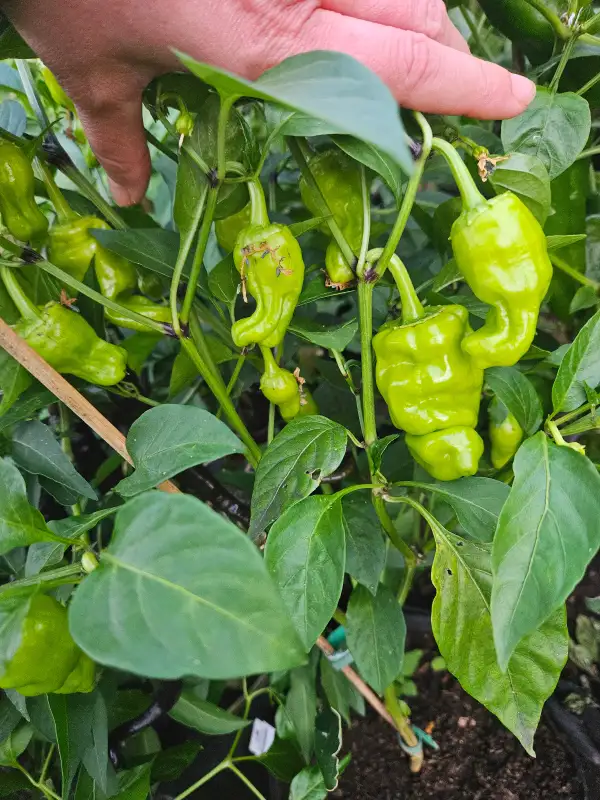 Chili: Zou Pi La Jiao