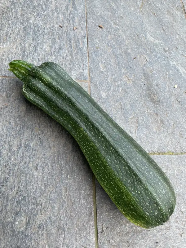 andere Gemüse: Zucchini Costata Romanesco