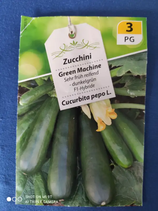 andere Gemüse: Zucchini (F1 Hybride) Sorte Green Machine