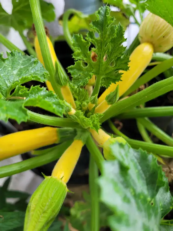 andere Gemüse: Zucchini GOLD