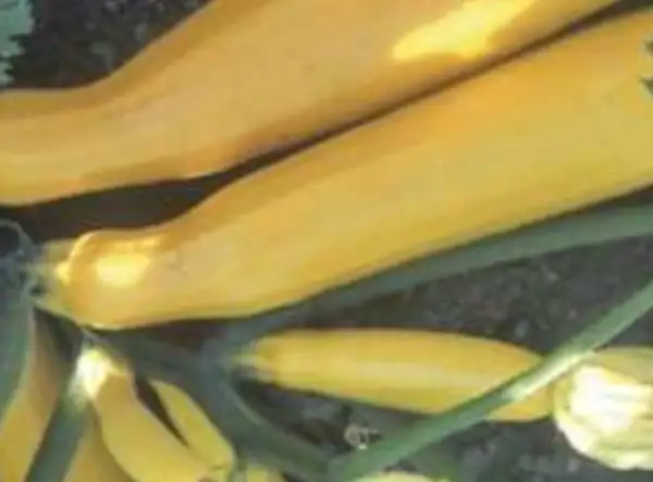 Zucchini: Zucchini Gold Rush