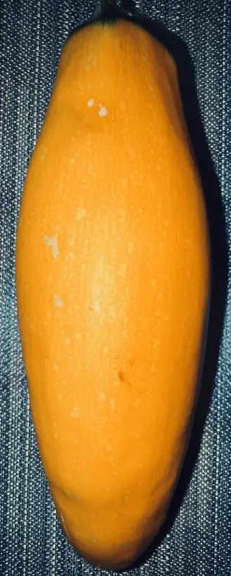 Zucchini: Zucchini Goldberry