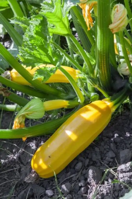 andere Gemüse: Zucchini Goldena