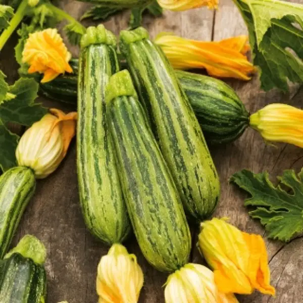 andere Gemüse: Zucchini Lajkonik