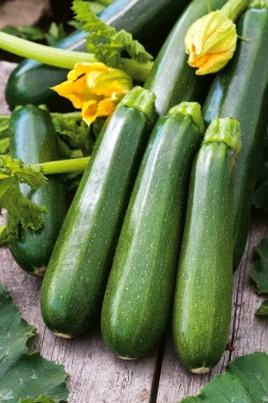 andere Gemüse: Zucchini Nefertiti