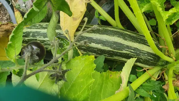 andere Gemüse: Zucchini  Sorte: Striato d