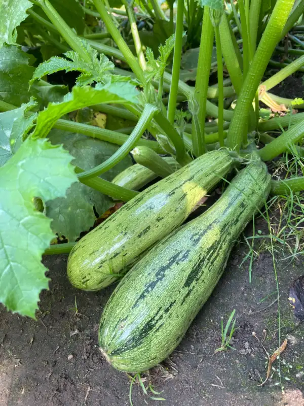 andere Gemüse: Zucchini Striato d‘Italia