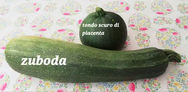 Zucchini: Zucchini Tondo Scuro di Piacenza