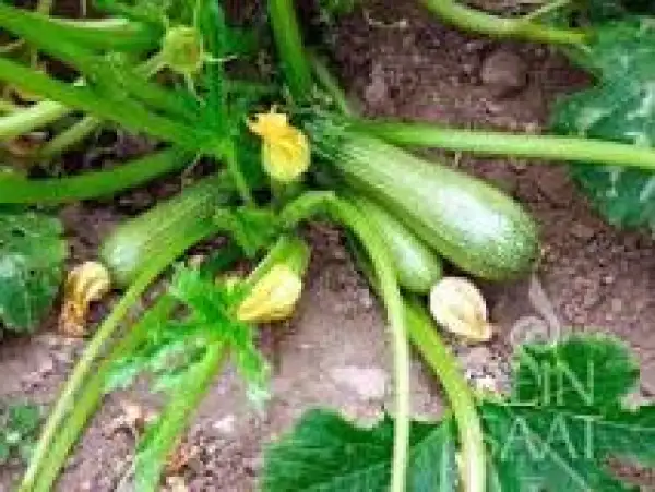 andere Gemüse: Zucchini Verde Claro Temperano de Argelia