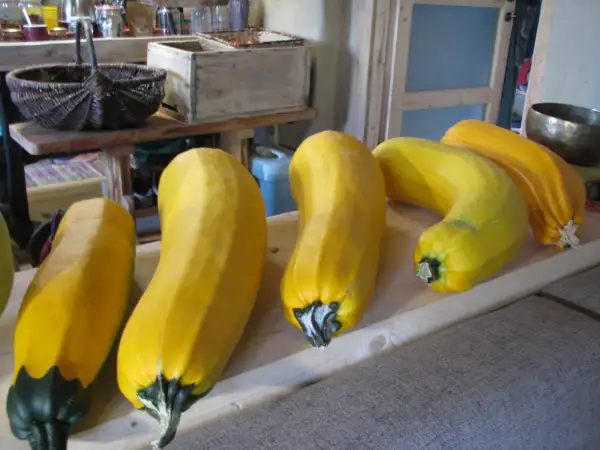 andere Gemüse: Zucchini "von Kremplhuber" Eigene Sortenauslese. Gelb und zart