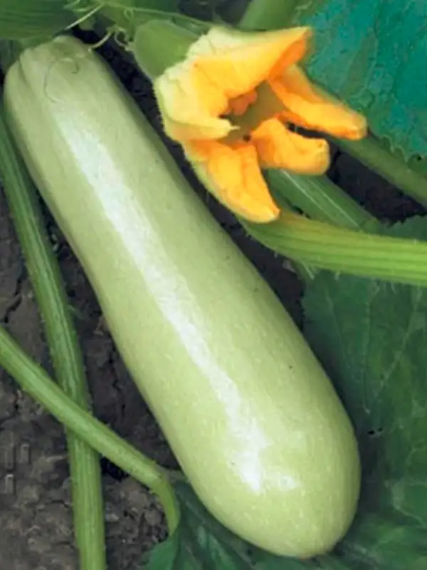 andere Gemüse: Zucchini, Zauberer