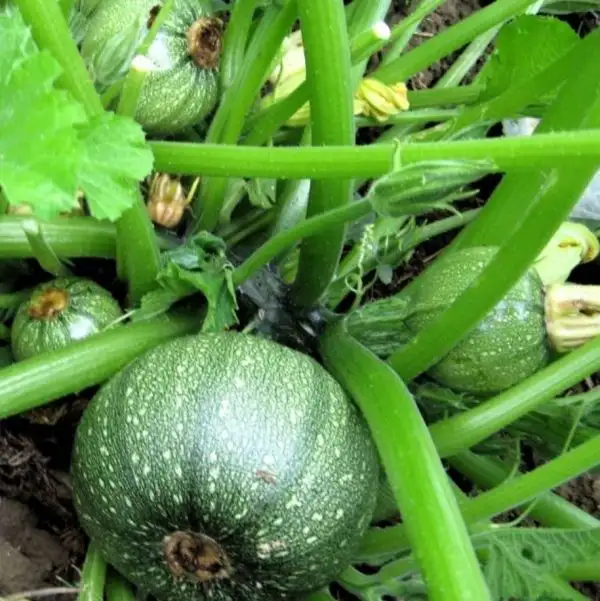 andere Gemüse: Zucchino Nizza