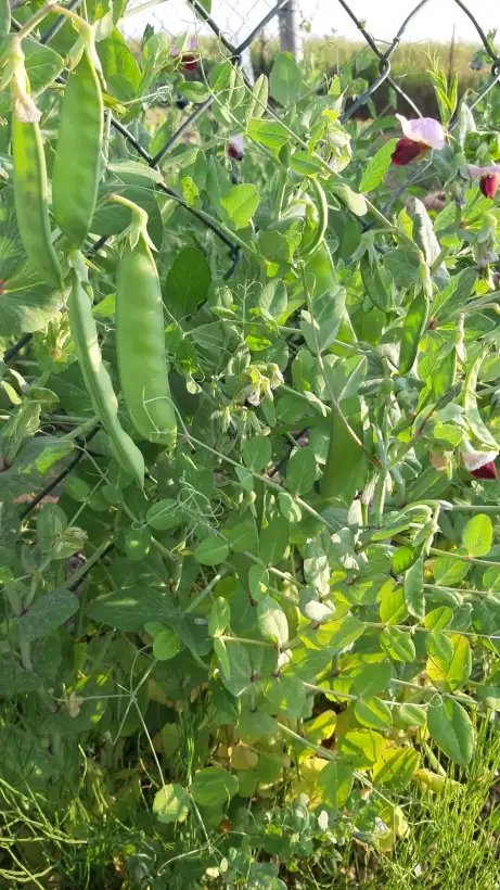 andere Gemüse: Zucherschote Grijze Roodbloeiende