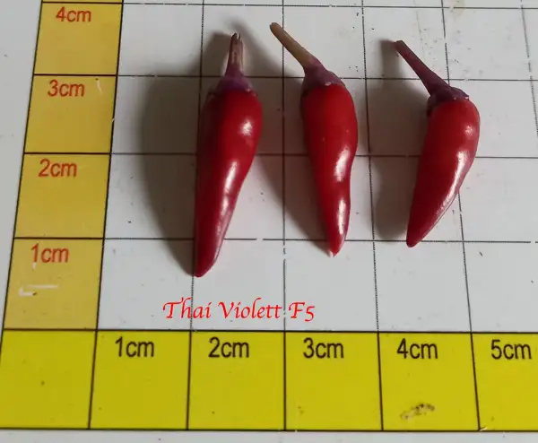 Chili: Zuchthelfer Hockerla Thai F5 (6 Samen) – Suche F6-Rückgabe im nächsten Jahr!