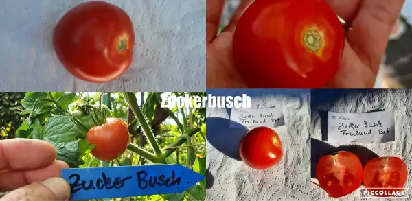 Tomaten: Zuckerbusch - Robuste Buschtomate