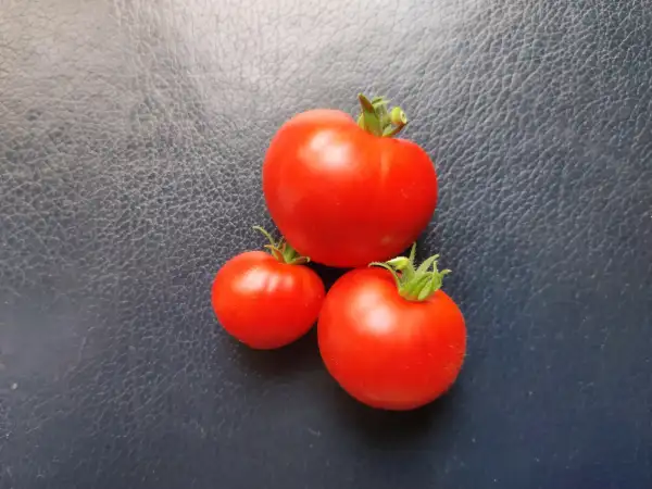 Tomaten: Zuckerbusch