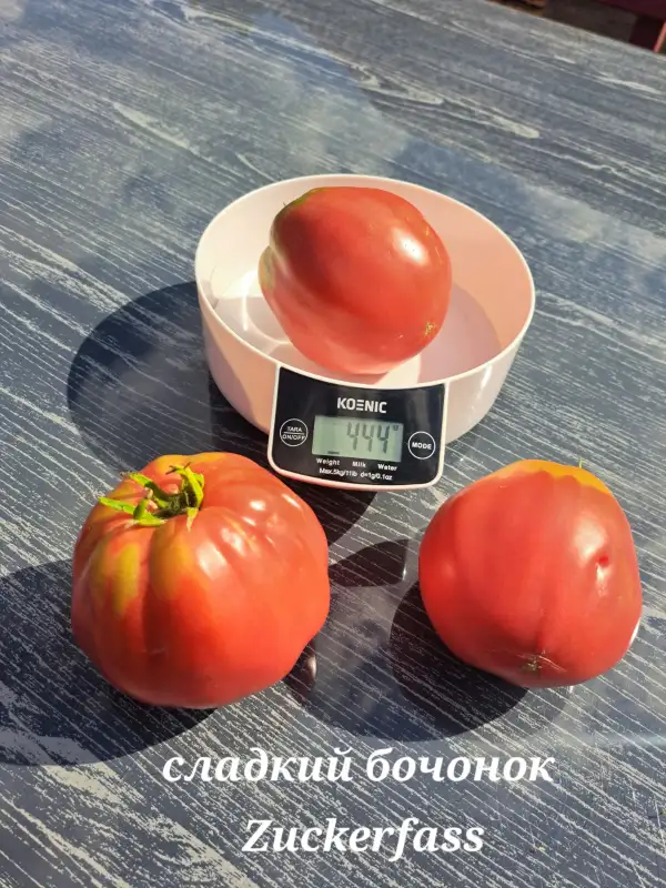 Tomaten: Zuckerfass