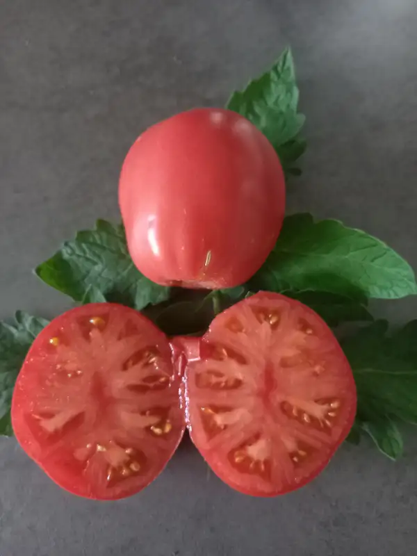 Tomaten: Zuckerfass