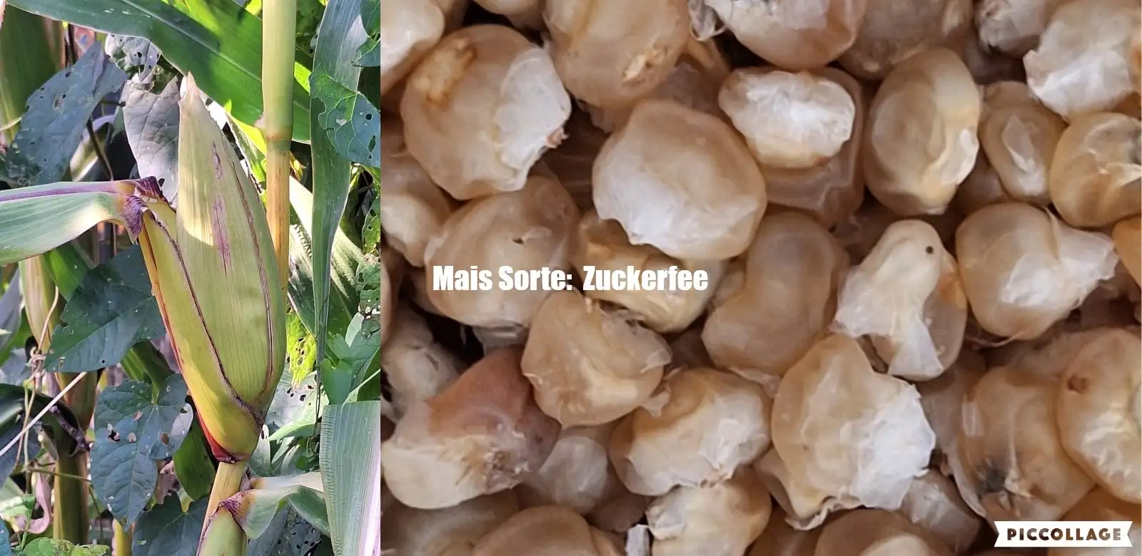 Mais: Zuckerfee