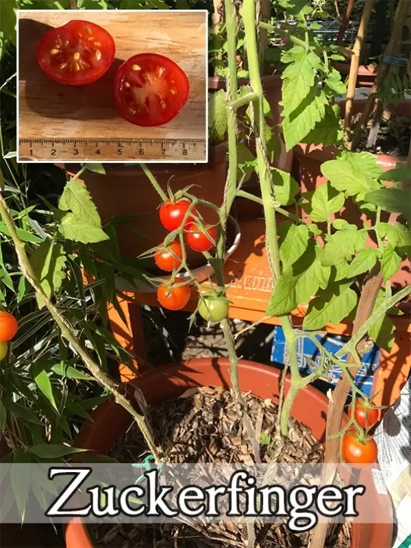 Tomaten: Zuckerfinger