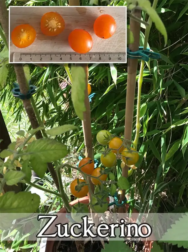 Tomaten: Zuckerino