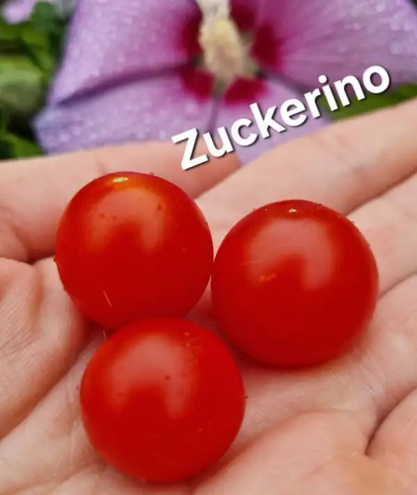 Tomaten: Zuckerino
