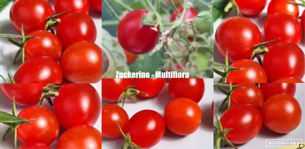 Tomaten: Zuckerino