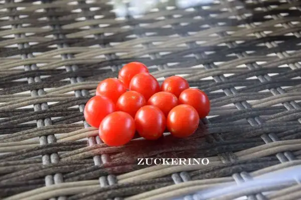 Tomaten: Zuckerino F6