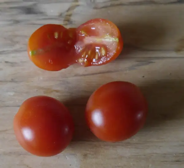 Tomaten: Zuckerino Lukas