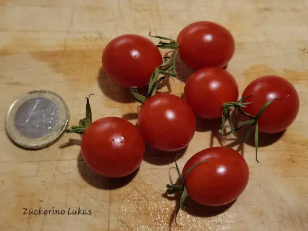 Tomaten: Zuckerino Lukas