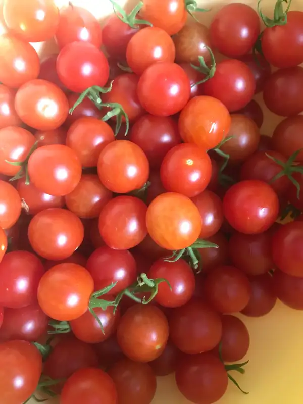 Tomaten: Zuckerino Lukas