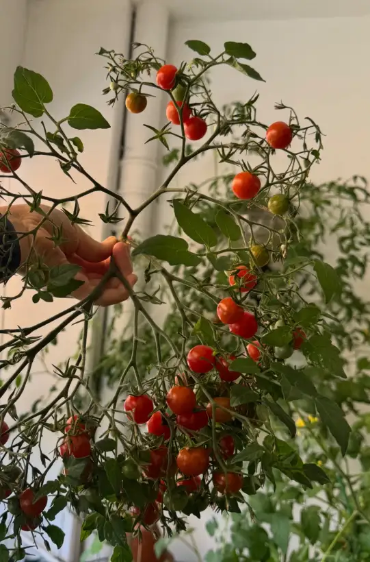 Tomaten: Zuckerino Lukas