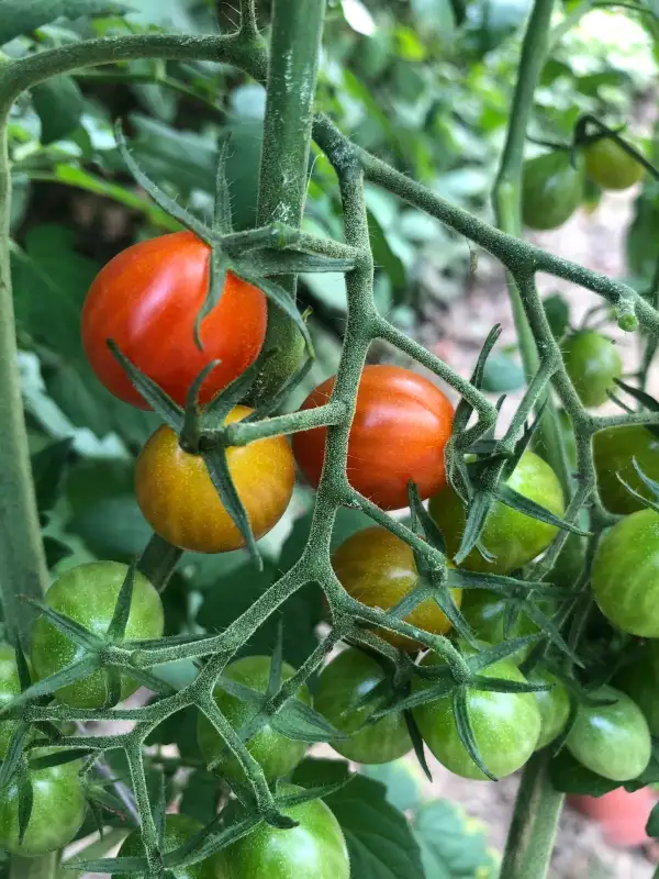 Tomaten: Zuckerino Lukas